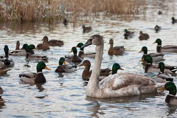 Swan on the lake