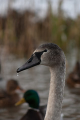 Portrait of a young swan