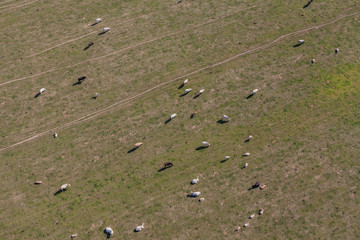 Obraz premium aerial view of herd of cows at summer green field