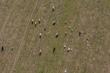 aerial view of herd of cows at summer green field