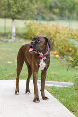 adult dog breed brindle boxer playing in the garden in the summer day