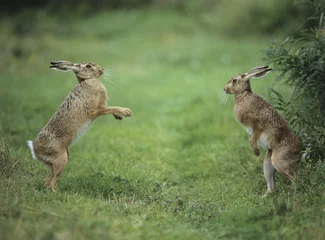 Foto op Aluminium Two aggressive hares © moodboard