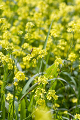 Obraz premium Yellow rape flowers