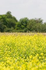 Obraz premium Yellow rape flowers