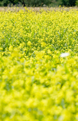 Yellow rape flowers