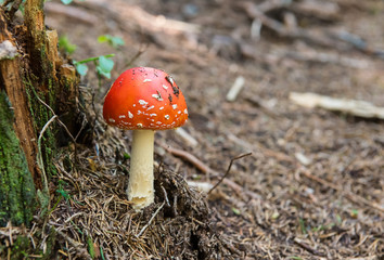 Amanita muscaria Fly Agaric mashroom
