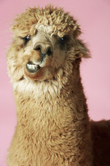 Closeup of an Alpaca against pink background