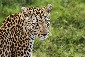 Close-up of leopard (Panthera pardus) looking at camera