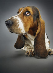 Closeup of Basset hound sitting against background