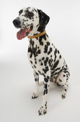 Dalmatian sitting with mouth open against white background
