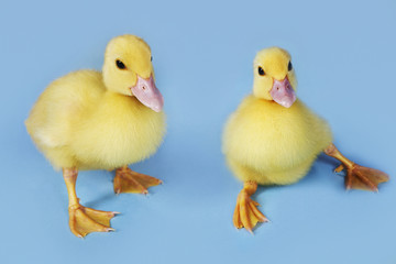 Two ducklings against blue background