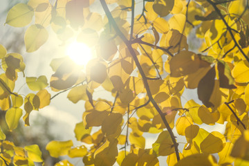 Yellow leaves over sunny rays