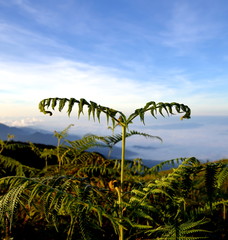 new leaves on mountain top with sky background