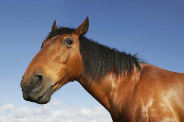 Closeup portrait of a brown horse against the sky