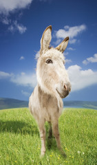 Closeup portrait of a donkey standing in field against blue sky
