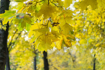 Sunlight on autumn maple yellow leaves