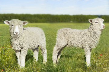 Naklejka na ściany i meble Two lambs standing in the field