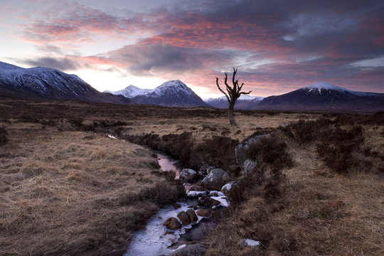 Winter view of Rannoch Moor at sunset with dead tree, frozen stream and snow-covered mountains in the distance, near Fort William, Highland, Scotland