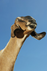 Obraz premium Closeup low angle view of a Nubian goat against clear blue sky