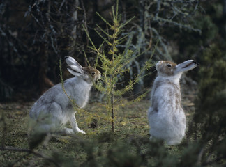 Two hares nibbling on small tree
