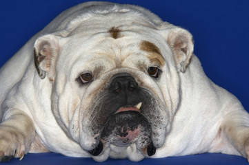 Closeup of a British bulldog lying down against blue background
