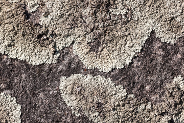 texture with lichen