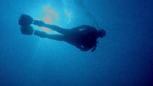 Diver swims with a large school of fish tomates grunts, Haemulon aurolineatus, North Carolina, Aug. 2016