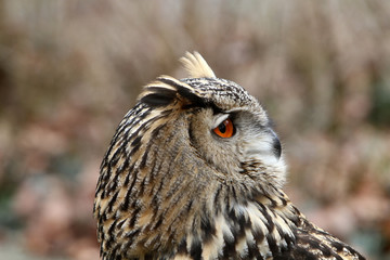 Uhu im Profil