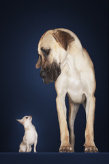 Chihuahua with Great Dane standing alongside against blue background - obrazy, fototapety, plakaty