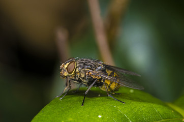 Fly on Lead