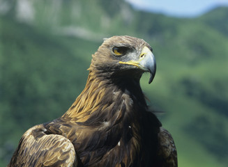 Eagle