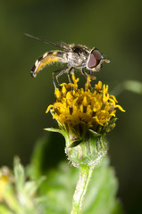 Bee on the Yellow flower