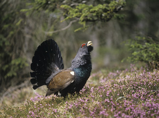 Male capercaillie standing on heather side view