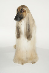 Full length of a Afghan hound over white background