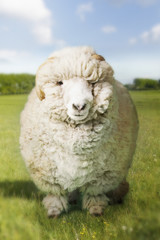 Naklejka premium Portrait of ram in green field