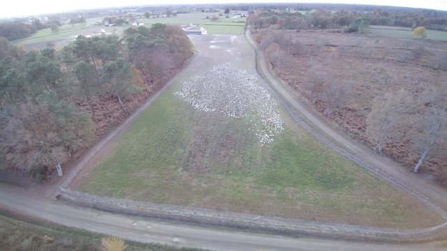 survol d'un &eacute;levage de canard en France