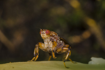 Fly on Lead with Red Eye