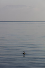 duck on lake