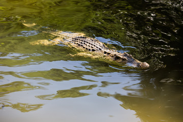 water bodies on the Crocodile Farm in Dalat. Vietnam