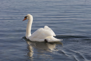 swan on lake