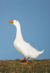 Side view of a goose standing against blue sky