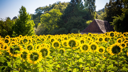 Obraz premium field of sunflowers with a house on the background
