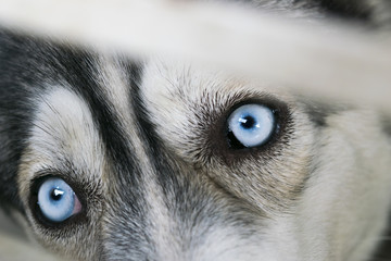 Close up on blue eyes of young siberian husky dog