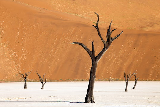 Dead camelthorn trees said to be centuries old against towering orange sand dunes bathed in evening light at Dead Vlei, Namib Desert, Namib Naukluft Park, Namibia