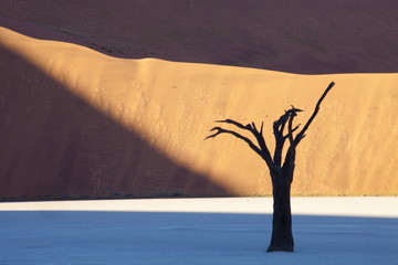 Dead camelthorn tree said to be centuries old in silhouette against towering orange sand dunes bathed in evening light at Dead Vlei, Namib Desert, Namib Naukluft Park, Namibia