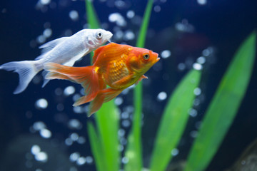 Small fishes in an aquarium