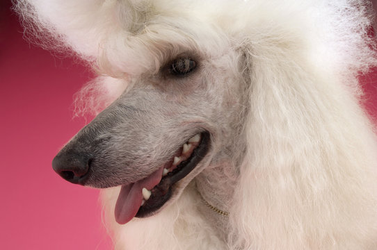 Closeup of White Poodle looking away on pink background