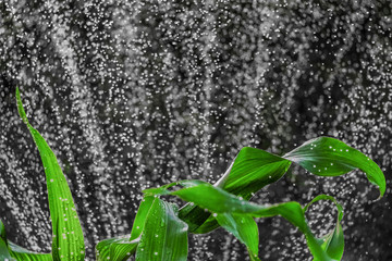 Corn leaves with blurred drops of spray in the background. Garden background with limited depth of field.