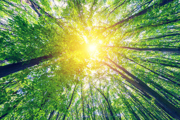 forest trees nature green wood sunlight backgrounds