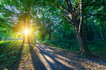 beautiful green forest © Ruslan Ivantsov